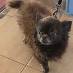 Znaleziono psa, Sosnowiec, 22 czerwca 2025