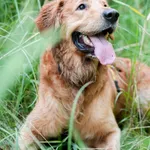 Znaleziono psa, Sosnowiec, 21 czerwca 2025