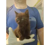 Znaleziono kota, Białystok, 14 czerwca 2025