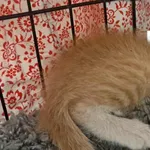 Znaleziono kota, Toruń, 22 czerwca 2025