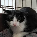 Kot do adopcji, Olsztyn, 26 maja 2025