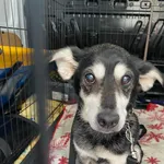 Znaleziono psa, Sosnowiec, 20 czerwca 2025