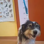 Sunia znaleziona w Złotnikach