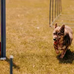 Pies do adopcji, Czartki, 23 czerwca 2025