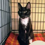 Znaleziono kota, Gdynia, 14 czerwca 2025