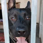 Znaleziono psa, Sosnowiec, 22 czerwca 2025