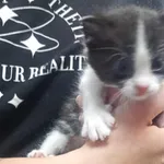 Znaleziono kota, Toruń, 22 czerwca 2025