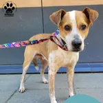 Znaleziono psa, Gdynia, 16 czerwca 2025