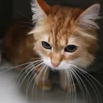 Znaleziono kota, Gdańsk, 24 czerwca 2025