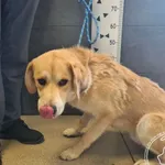 Pies do adopcji, Chełmek, 6 czerwca 2025