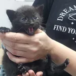 Znaleziono kota, Toruń, 22 czerwca 2025