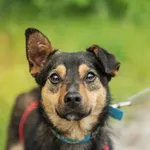 Pies do adopcji, Nowodwór, 24 czerwca 2025