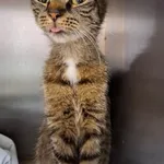 Znaleziono kota, Gdańsk, 25 czerwca 2025