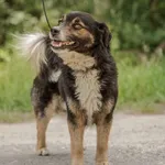 Pies do adopcji, Nowodwór, 24 czerwca 2025