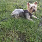 Zaginął pies, Henryków, 26 czerwca 2025