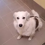 Znaleziono psa, Olsztyn, 21 czerwca 2025