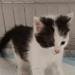 Kot do adopcji, Olsztyn, 1 czerwca 2025