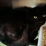 Znaleziono kota, Gdańsk, 24 czerwca 2025