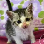 Kot do adopcji, Chełmek, 6 czerwca 2025