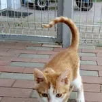 Kot do adopcji, Włocławek, 25 czerwca 2025