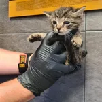 Przyjęty: 2025-06-24 Gmina: Andrychów Płeć: Kocur Opis: europejska, bure