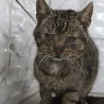 Kot do adopcji, Grudziądz, 21 czerwca 2025