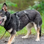 Pies do adopcji, Nowodwór, 24 czerwca 2025