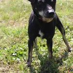 Pies do adopcji, Grudziądz, 20 czerwca 2025