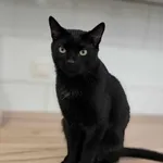 Kot do adopcji, Olsztyn, 4 czerwca 2025