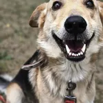 Pies do adopcji, Zgierz, 24 czerwca 2025