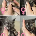 Znaleziono kota, Lublin, 24 czerwca 2025