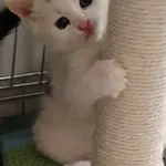 Kot do adopcji, Olsztyn, 1 czerwca 2025