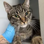 Znaleziono kota, Lublin, 24 czerwca 2025