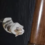 Zaginął kot, Łódź, 25 czerwca 2025