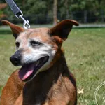 Pies do adopcji, Chełmek, 4 czerwca 2025