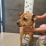 Znaleziono psa, Chełmek, 26 czerwca 2025