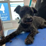 Znaleziono psa, Sosnowiec, 23 czerwca 2025