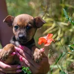 Znaleziono psa, Racławice, 22 czerwca 2025