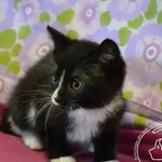 Kot do adopcji, Chełmek, 12 czerwca 2025