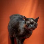 Pumpernikiel 258/2025