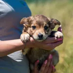 Znaleziono psa, Racławice, 23 czerwca 2025