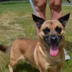 Pies do adopcji, Chełmek, 8 czerwca 2025