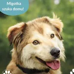 Pies do adopcji, Dąbrówka, 25 czerwca 2025