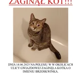Zaginął kot, Łódź, 26 czerwca 2025