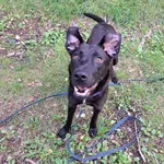 Pies do adopcji, Włocławek, 27 czerwca 2025