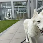 Pies do adopcji, Kraków, 11 czerwca 2025