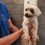 Znaleziono psa, Chełmek, 27 czerwca 2025