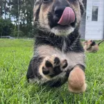 Pies do adopcji, Włocławek, 27 czerwca 2025