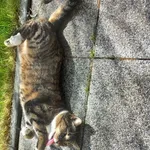 Zaginął kot, Łódź, 26 czerwca 2025