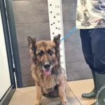 Znaleziono psa, Chełmek, 26 czerwca 2025